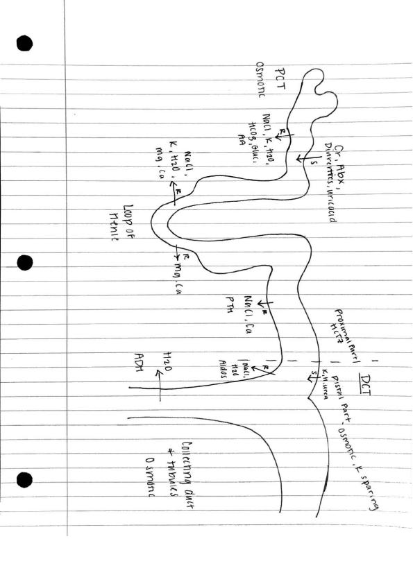Note Cover for Diuretics Site of Action in Kidneys