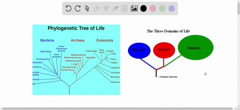 Solved Bacteria Archaea And Eukarya Are Three Solved Bacteria Archaea And Eukarya Are Three