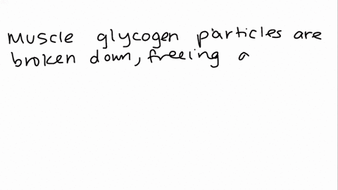 how-do-muscle-cells-use-glycogen-to-provide-energy