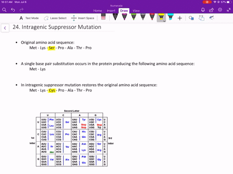 a-gene-encodes-a-protein-with-the-following-amino-acid-sequence-mathrmmet-lys-ser-pro-ala-thr-pro-a-