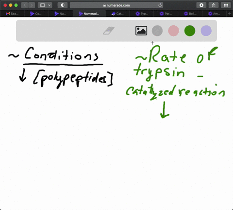 trypsin-a-protease-that-hydrolyzes-polypeptides-functions-in-the-small-intestine-at-an-optimum-mathr