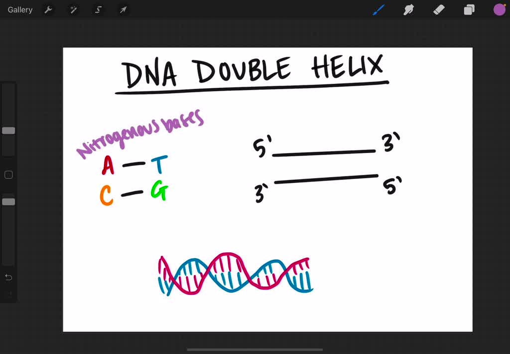 The DNA Double Helix Does Not Have Which Of The Following? A. Anti ...