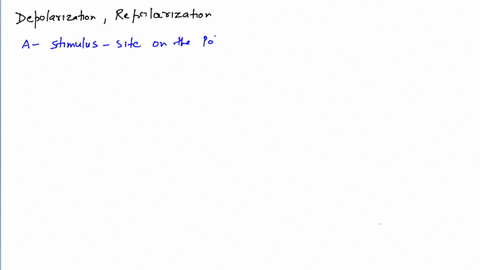 the-correct-sequence-for-depolarization-and-repolarization-is-a-stimulus-applied-at-a-site-on-polari