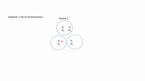 describe-how-meiosis-provides-for-genetic-variability-if-an-animal-had-a-haploid-number-of-two-no-se