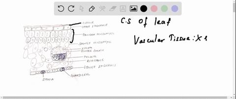draw-a-simple-cross-section-of-a-leaf-label-the-upper-epidermis-lower-epidermis-guard-cells-spongy-2