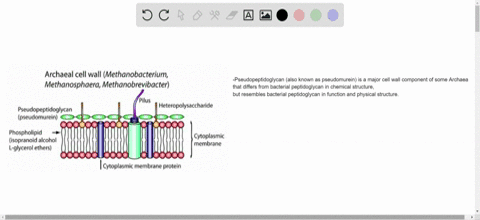 pseudopeptidoglycan-is-a-characteristic-of-the-walls-of-__________-a-eukaryotic-cells-b-bacterial-pr