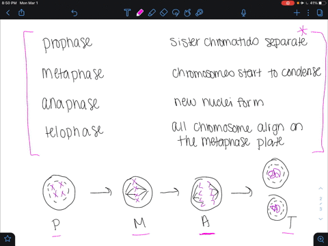 match-each-stage-with-the-events-listed-a-sister-chromatids-move-apart-b-chromosomes-start-to-conden
