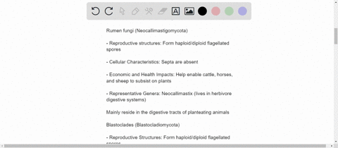 list-the-major-taxonomic-groups-of-fungi-describe-some-key-features-of-each-group-and-give-an-exampl
