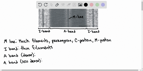 the-symmetry-of-thick-and-thin-filaments-in-a-sarcomere-is-such-that-six-thin-filaments-ordinarily-s