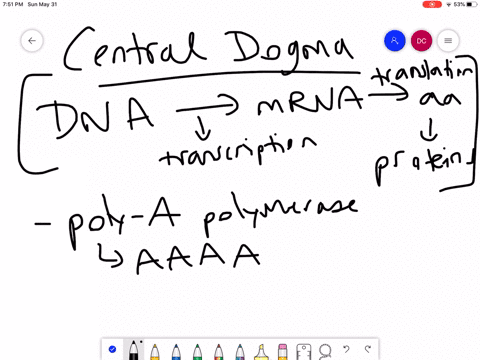 which-event-contradicts-the-central-dogma-of-molecular-biology-a-poly-a-polymerase-enzymes-process-m