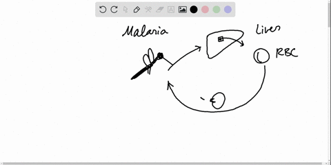 in-malaria-which-portion-of-the-life-cycle-occurs-in-the-mosquito-a-liver-phase-b-erythrocytic-cycle