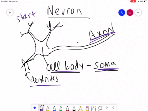 which-part-of-a-neuron-contains-the-nucleus-a-dendrite-b-soma-c-axon-d-synaptic-end-bulb