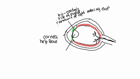 diagram-the-overall-structure-of-the-human-eye-label-the-cornea-iris-lens-sclera-retina-and-choroid-