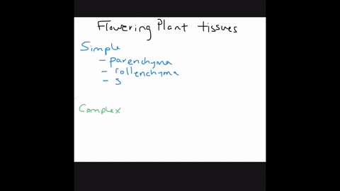 xylem-and-phloem-are-_____-tissues-a-ground-b-vascular-c-dermal-d-both-b-and-c-2