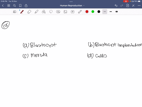 what-does-a-represent-in-this-figure-a-blastocyst-b-blastocyst-implantation-c-morula-d-cells