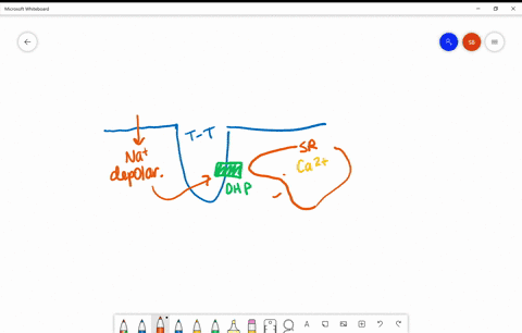 during-vertebrate-skeletal-muscle-contraction-calcium-ions-a-break-cross-bridges-as-a-cofactor-in-hy