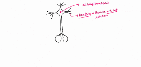 neurotransmitters-are-released-by-a-axon-terminals-b-a-neuron-cell-body-c-dendrites-d-glial-cells