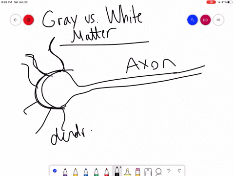 which-structure-predominates-in-the-white-matter-of-the-brain-a-myelinated-axons-b-neuronal-cell-bod