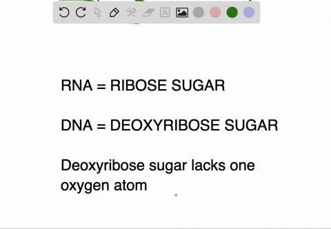 dna-nucleotides-contain-the-pentose-_________-whereas-rna-nucleotides-contain-the-pentose-_______