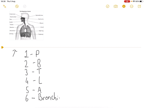 which-sequence-most-accurately-describes-the-sequence-of-airflow-in-the-human-respiratory-system-1-4