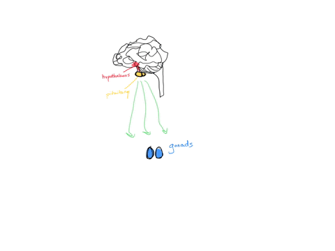 tropic-hormones-a-are-secreted-by-the-thyroid-b-are-secreted-by-the-liver-c-are-released-by-the-hypo