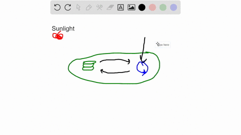 in-the-diagram-of-photosynthesis-shown-here-fill-in-each-blank-with-the-appropriate-term-a-sunlight-
