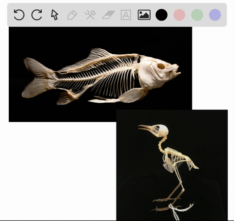Fish Skeletal Structure