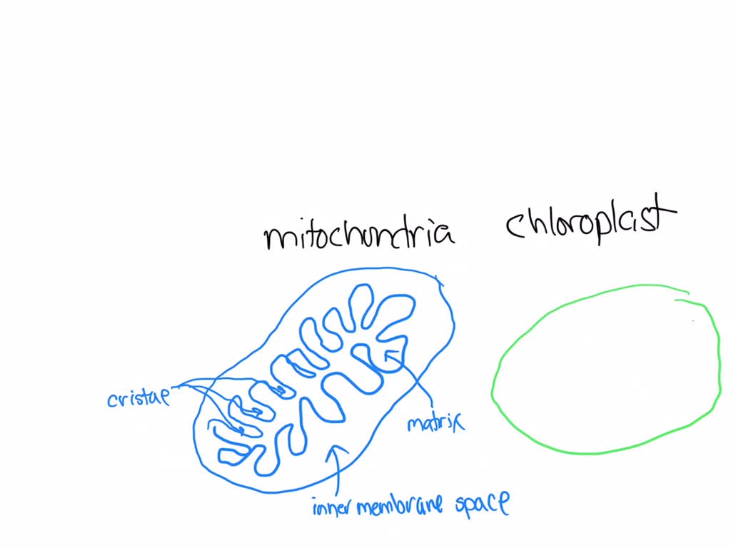 SOLVED (a) Draw and label a diagram to show the structure of a
