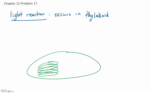 photosynthesis-can-be-divided-into-multiple-stages-what-are-the-stages-of-photosynthesis-and-where-2