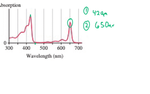 the-absorption-of-light-by-chlorophyll-the-pigment-in-plants-that-is-responsible-for-converting-ligh