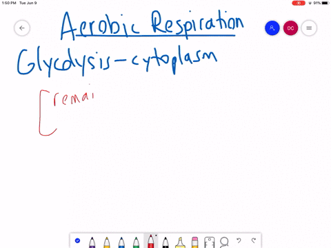 in-eukaryotes-the-final-reactions-of-aerobic-respiration-are-completed-in-_____________-a-the-nucleu