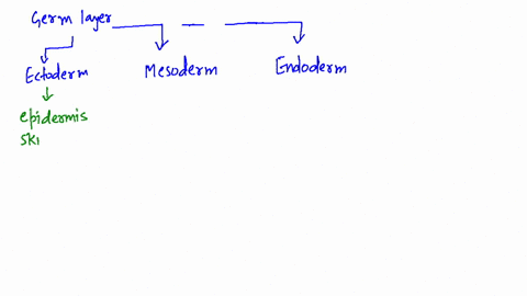 what-are-the-three-primary-germ-layers-and-what-body-structures-come-from-each-germ-layer-pages-398-