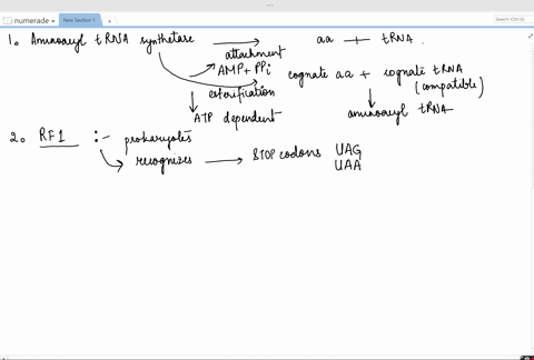 what-is-the-function-of-each-of-the-following-components-of-the-protein-synthesizing-apparatus-a-ami
