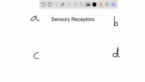 which-of-the-following-is-not-a-category-of-terrestrial-vertebrate-sensory-receptor-a-mechanorecepto