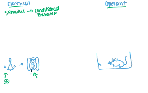 in-operant-conditioning-a-an-animal-learns-that-a-particular-behavior-leads-to-a-reward-or-punishmen