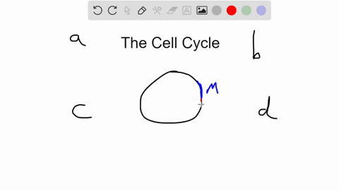 a-cell-receives-a-signal-to-divide-which-of-the-following-is-the-correct-order-of-steps-it-takes-thr