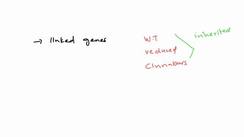 cinnabar-eyes-c-n-and-reduced-bristles-r-d-are-autosomal-recessive-characters-in-drosophila-a-homozy