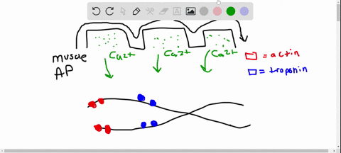 what-is-the-role-of-calcium-in-muscle-contraction-a-its-binding-to-a-regulatory-protein-causes-the-p