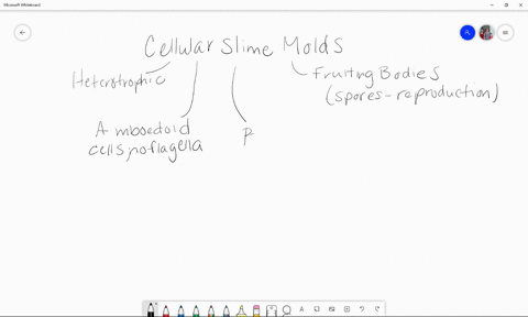 the-cellular-slime-molds-a-possess-apical-complexes-b-lack-fruiting-bodies-c-form-a-plasmodium-tha-2