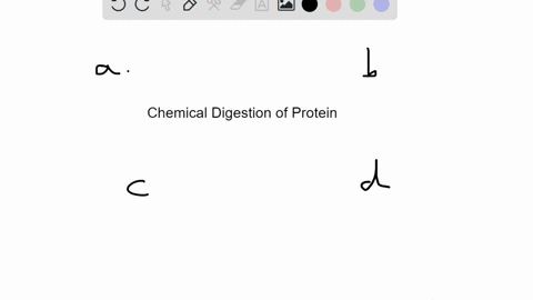 which-of-these-is-involved-in-the-chemical-digestion-of-protein-a-pancreatic-amylase-b-trypsin-c-suc