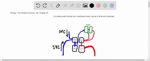 a-characteristic-of-blood-circulation-through-or-to-the-heart-is-that-a-the-superior-vena-cava-con-2