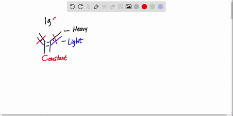 the-variable-regions-of-immunoglobulins-bind-antigens-how-many-polypeptide-chains-carry-variable-r-3