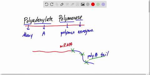the-enzyme-ployadenylate-polymerase-catalyzes-the-addition-of-adenosine-monophosphate-to-the-3-ends-