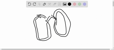 covering-of-the-lungs-is-called-a-perichondrium-b-pleural-membrane-c-pericardium-d-peritoneum