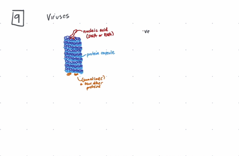viruses-1-contain-both-protein-and-nucleic-acid-2-infect-all-domains-of-life-3-can-grow-in-the-absen
