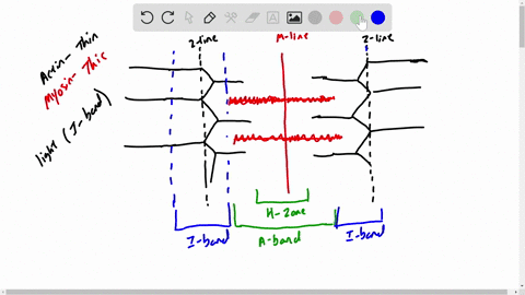 which-statement-about-the-structure-of-skeletal-muscle-is-true-a-the-light-bands-of-the-sarcomere--3