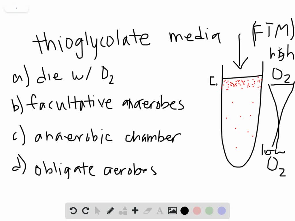 SOLVEDAn inoculated thioglycolate medium culture…