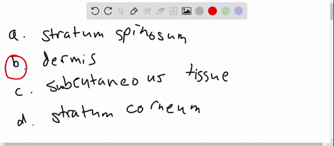 the-sensations-of-touch-and-pressure-are-picked-up-by-receptors-located-in-a-the-stratum-spinosum-b-