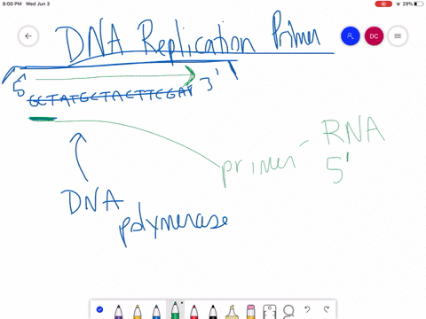 the-primer-used-for-dna-replication-a-is-a-short-strand-of-rna-added-to-the-3-end-b-is-needed-only-2