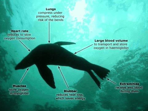 aquatic-mammals-such-as-whales-and-dolphins-use-lungs-rather-than-gills-for-gas-exchange-propose-a-2